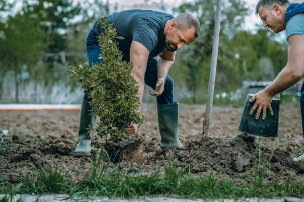 Lawn Watering Services in Charles City, IA