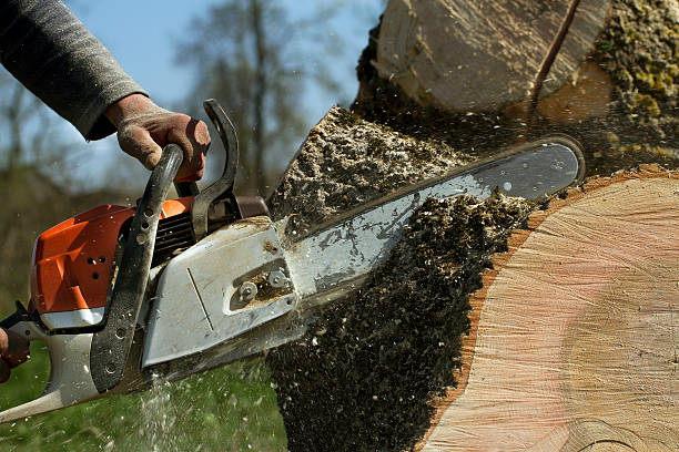 How Our Tree Care Process Works  in  Charles City, IA